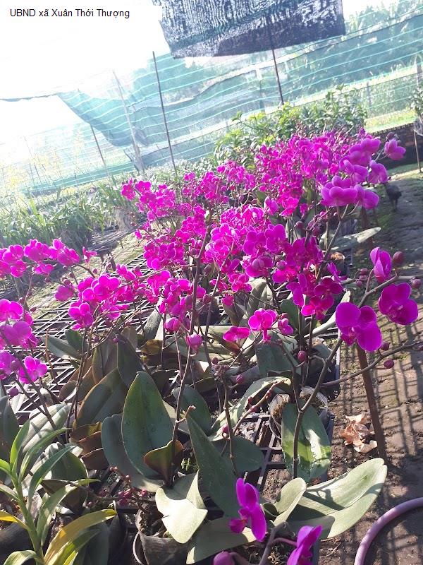 UBND xã Xuân Thới Thượng