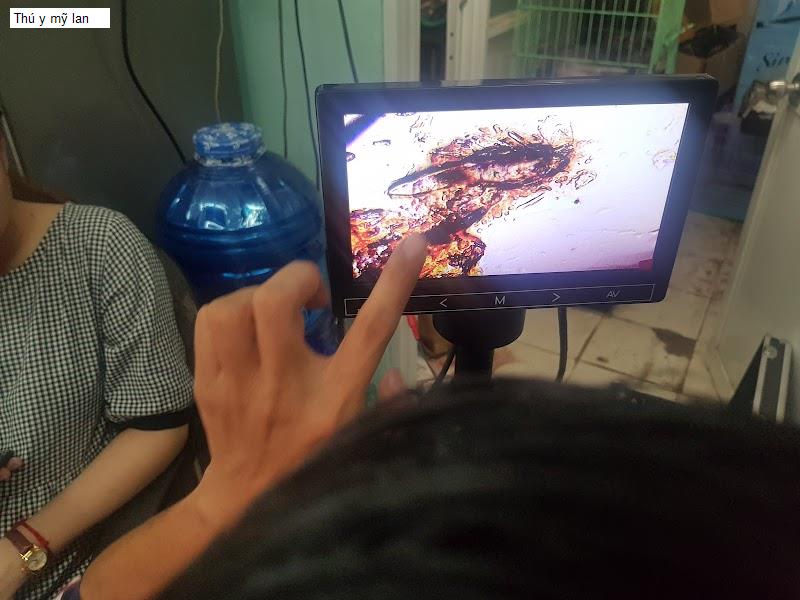 Thú y mỹ lan