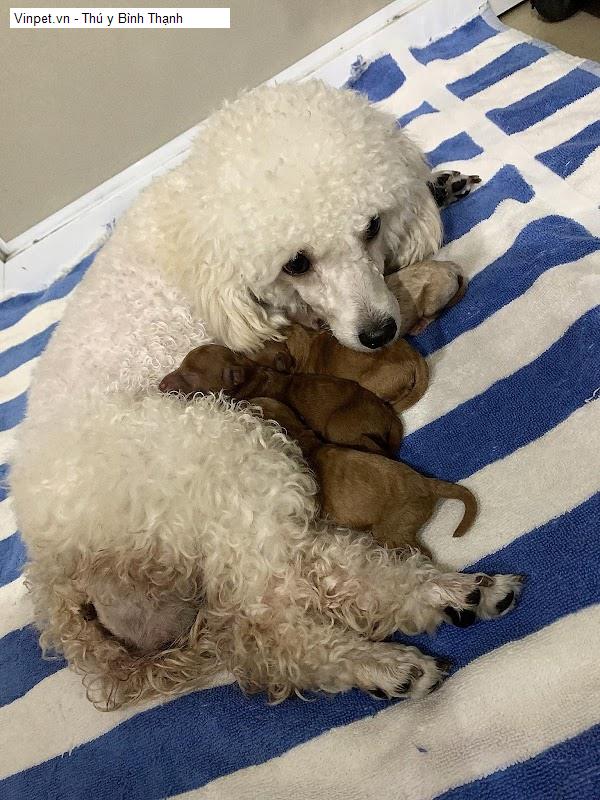 Vinpet.vn - Thú y Bình Thạnh