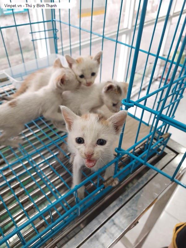 Vinpet.vn - Thú y Bình Thạnh