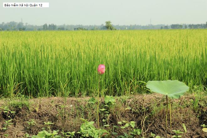 Bảo hiểm Xã hội Quận 12