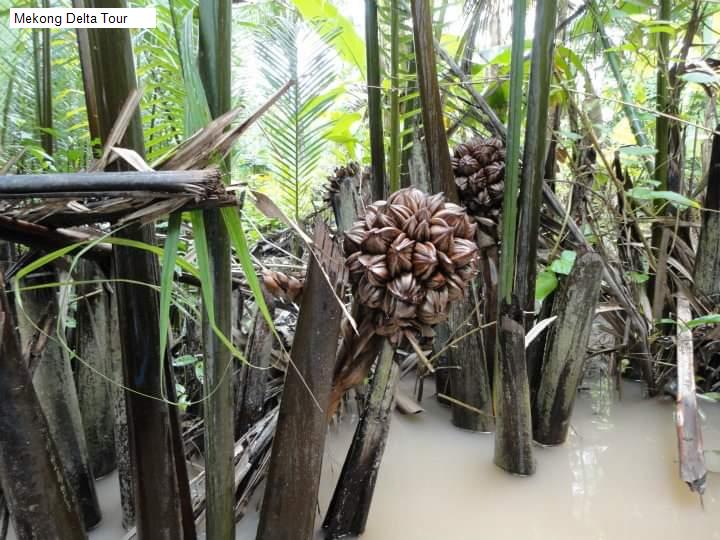 Mekong Delta Tour